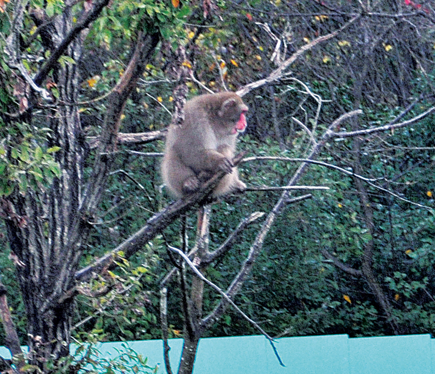 リサーチ・リソース・ステーションのサル