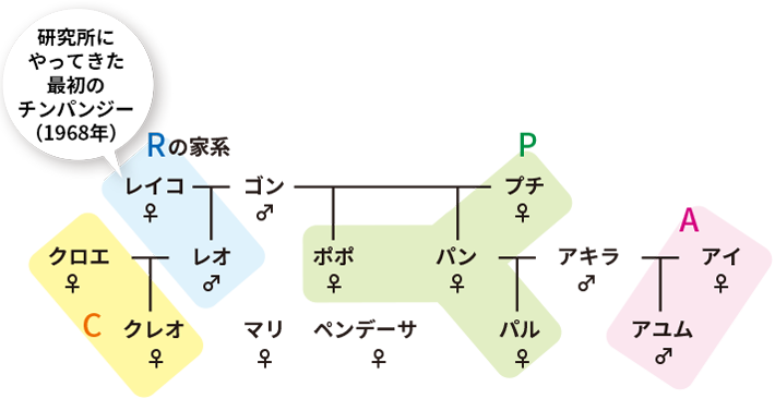 霊長研のチンパンジーの家系