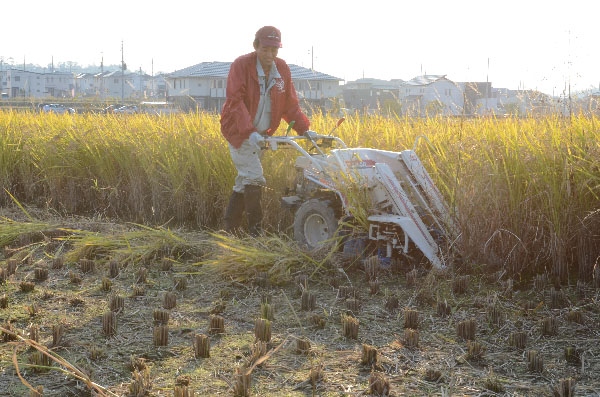 稲刈り中の様子