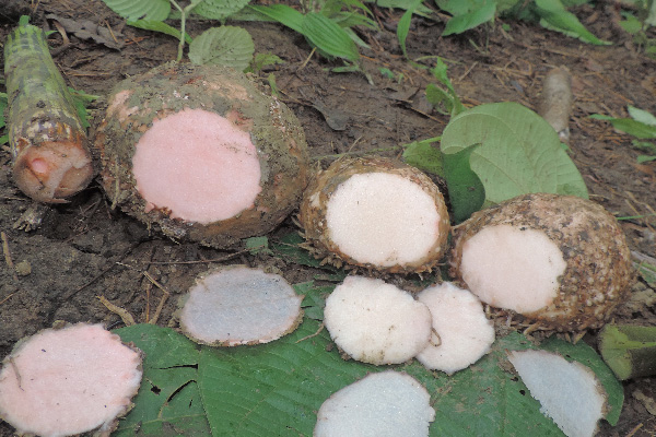 コンニャクイモ