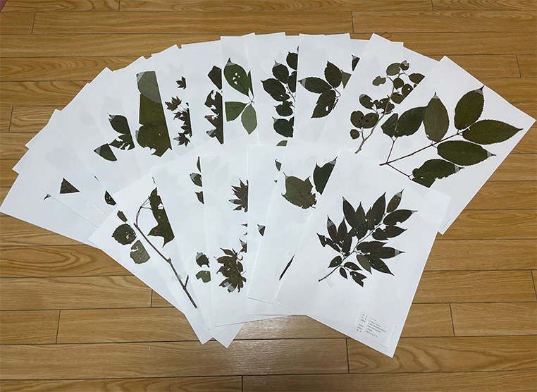 植物を挟み込む新聞紙