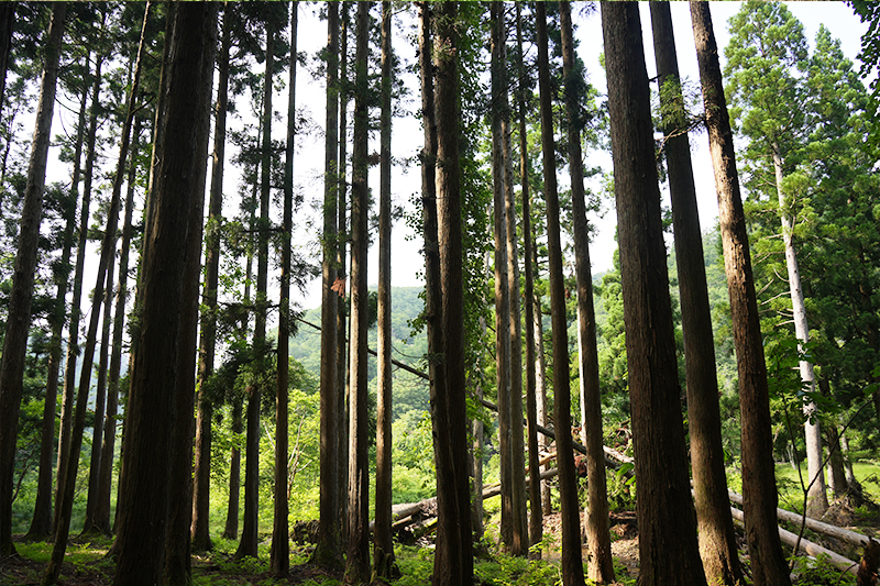 芦生研究林の中