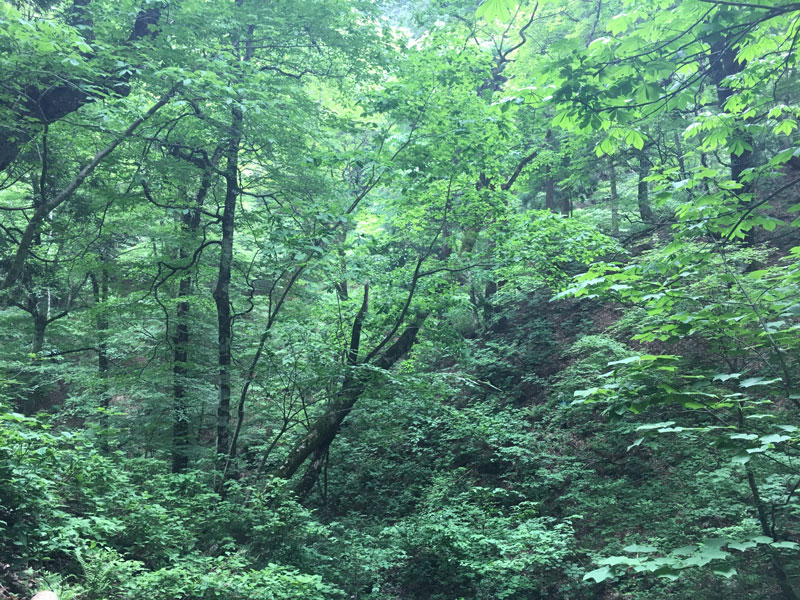 森林を守るための柵