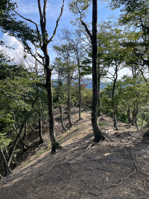 森林を守るための柵