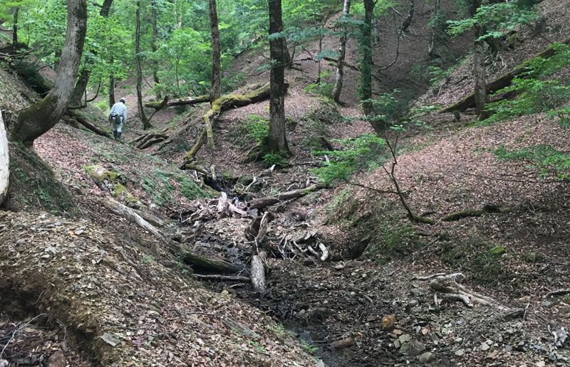 野生の森林植生
