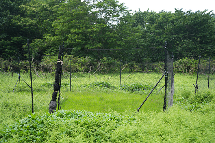 森林を守るための柵