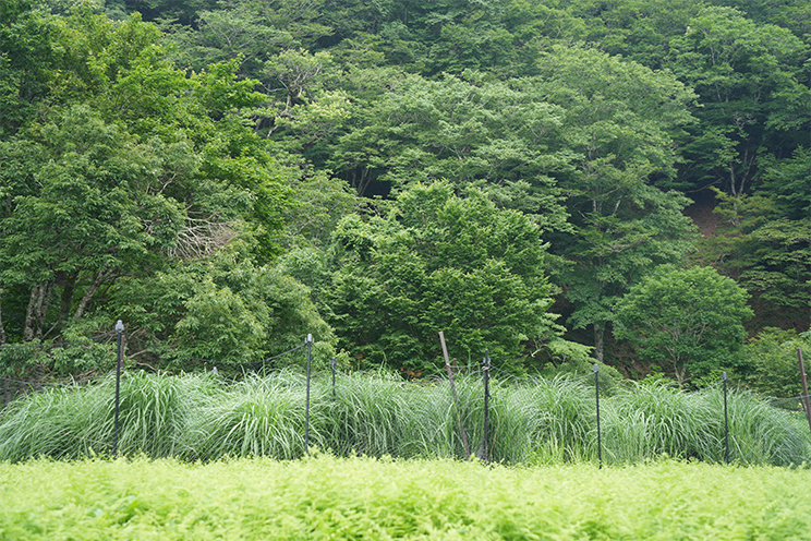 森林を守るための柵2