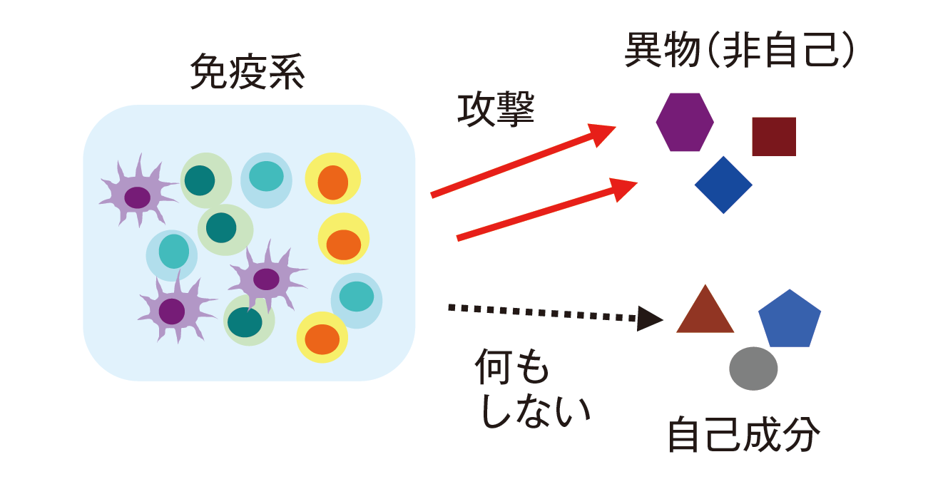 獲得免疫の重要なピース「自己寛容」