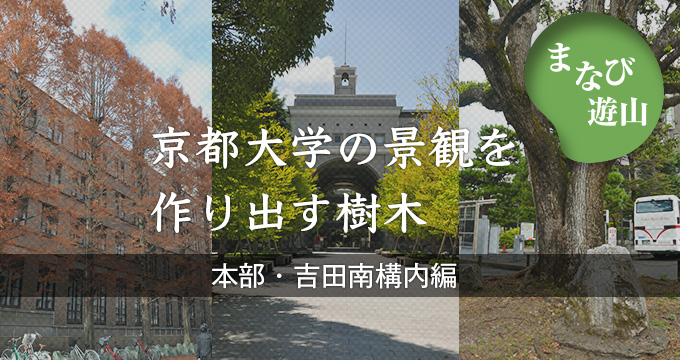 まなび遊山 京都大学の景観を作り出す樹木 本部・吉田南構内編
