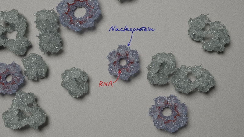 2604_main_sugita_Nucleoprotein-RNA.jpg