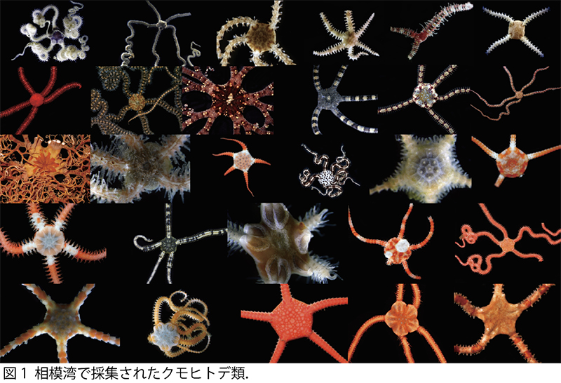 文章を入れてください