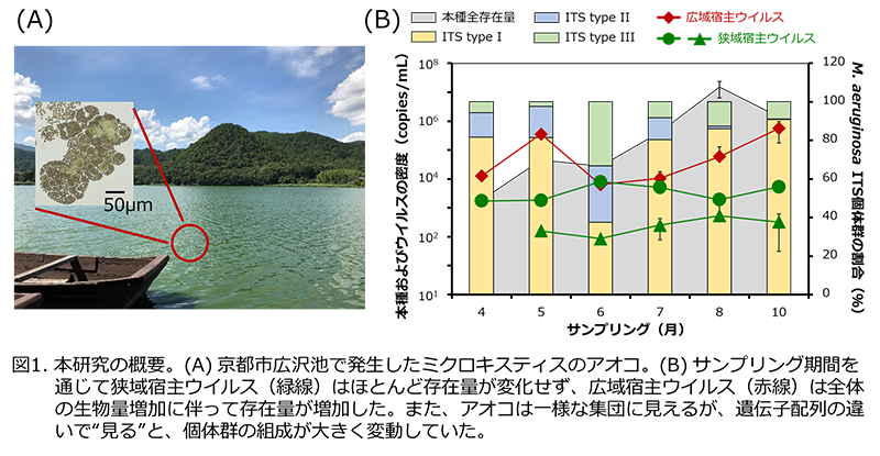 文章を入れてください
