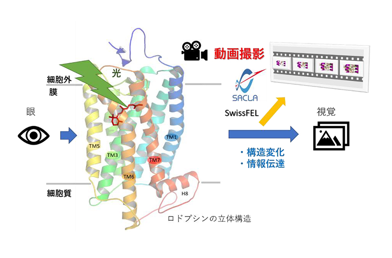 文章を入れてください