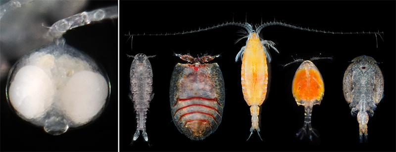 文章を入れてください