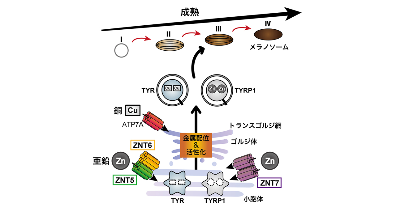 文章を入れてください