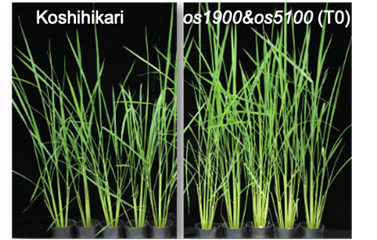 文章を入れてください