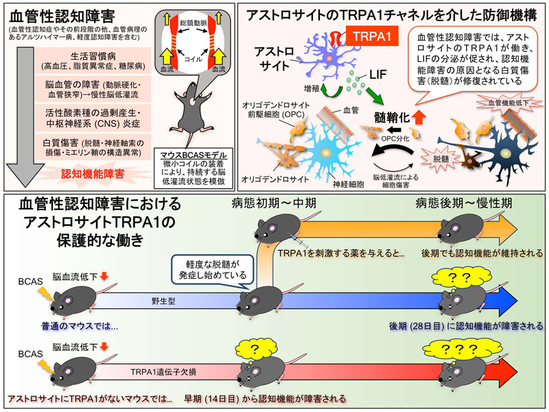 文章を入れてください