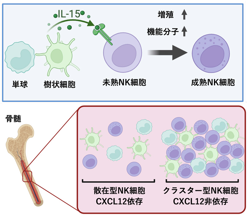 文章を入れてください
