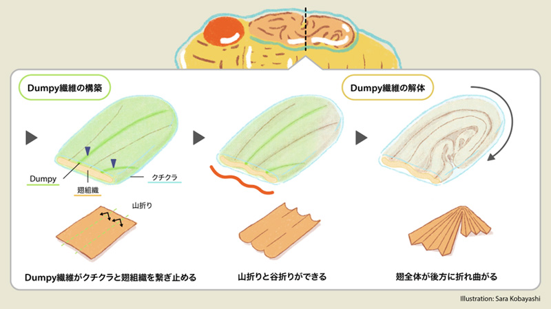 接着素材Dumpyにより細胞シートが規則的に折れたたまれる仕組み