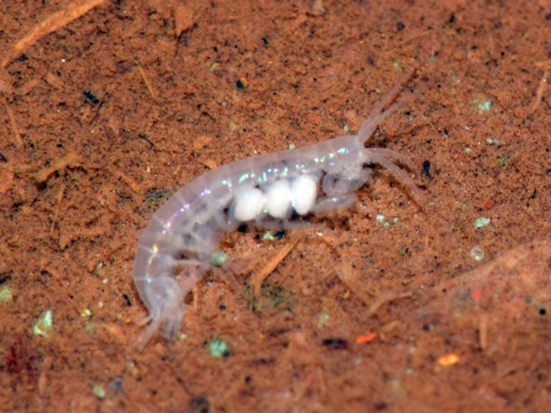 文章を入れてください