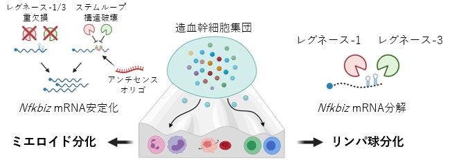 文章を入れてください