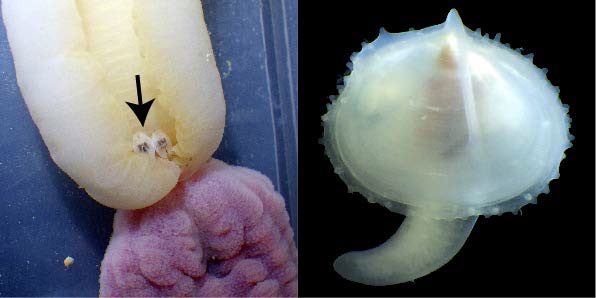 文章を入れてください