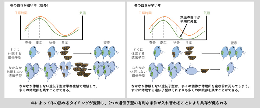 冬の訪れるタイミングが年ごとに変動することで、2遺伝子型の残せる休眠卵量と競争優位性が変動し、共存が可能になる。