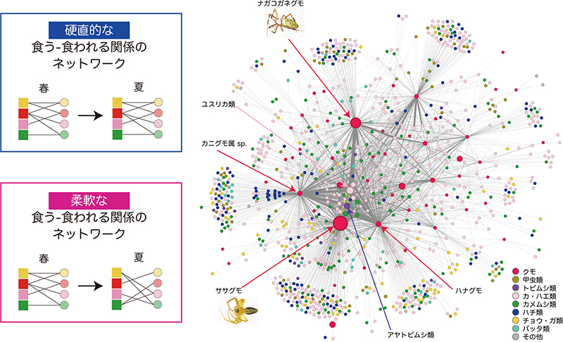 「やわらかい」ネットワークを作るコア生物種―生態系の柔軟性を支える種を探索する―