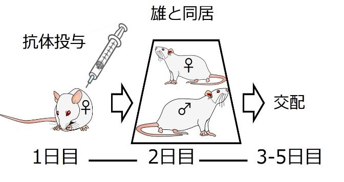 文章を入れてください