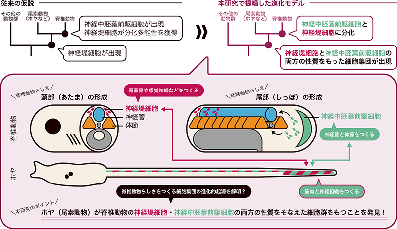 脊椎動物らしさをつくる細胞群の進化的起源―脊椎動物にもっとも近縁なホヤから探る―