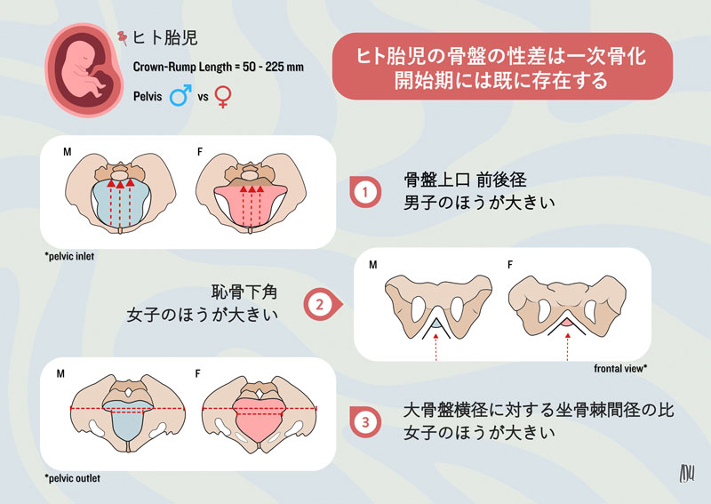 文章を入れてください