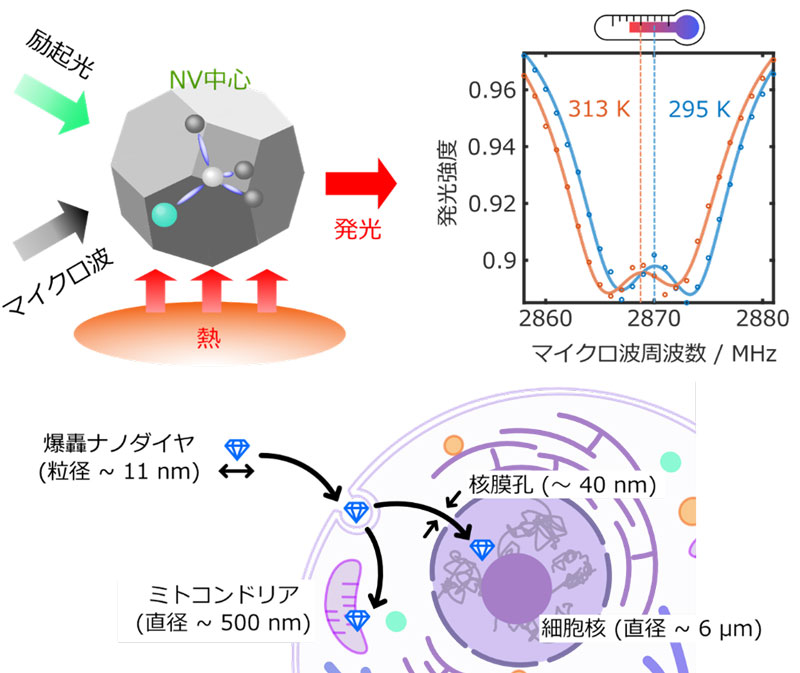文章を入れてください