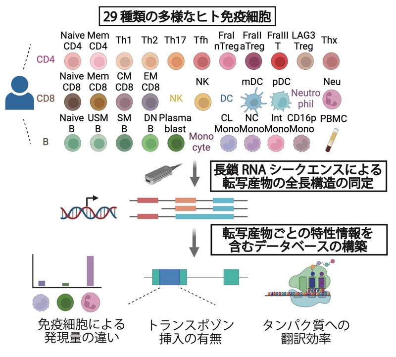 文章を入れてください