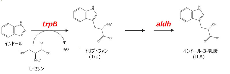 文章を入れてください