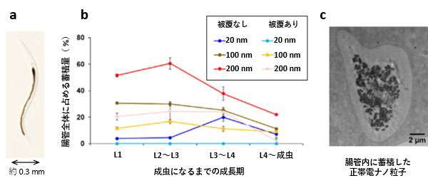 文章を入れてください