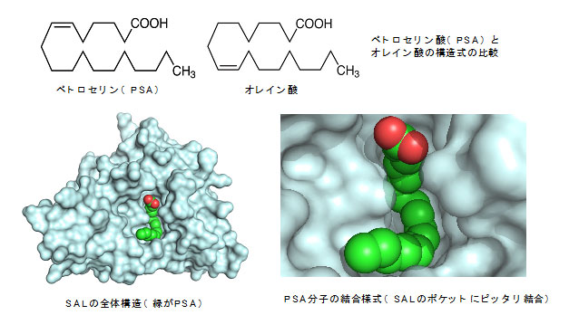 文章を入れてください
