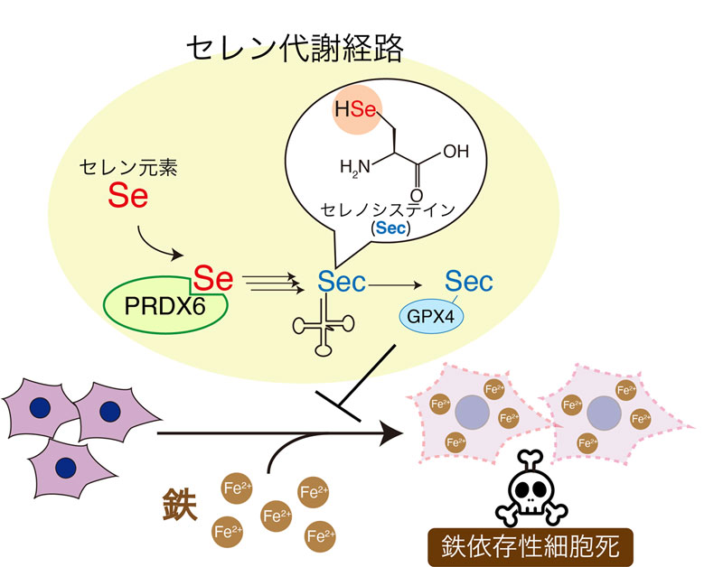 文章を入れてください
