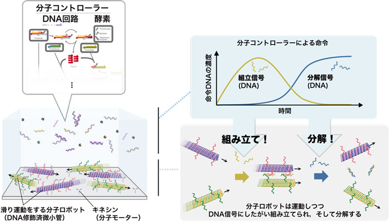 文章を入れてください