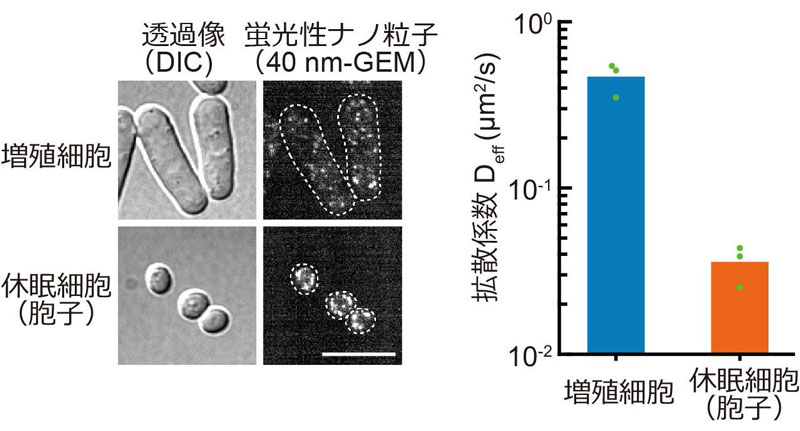 文章を入れてください
