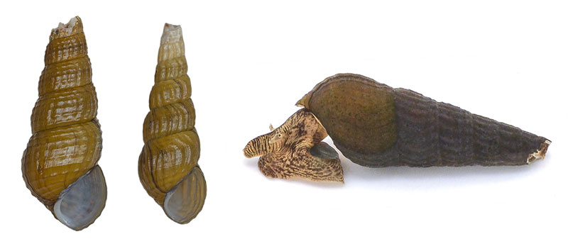 文章を入れてください