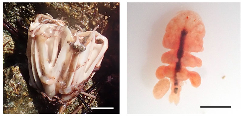 文章を入れてください