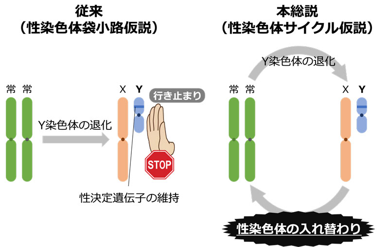 文章を入れてください