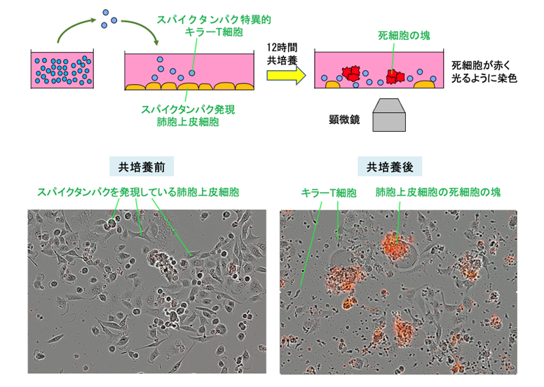 文章を入れてください