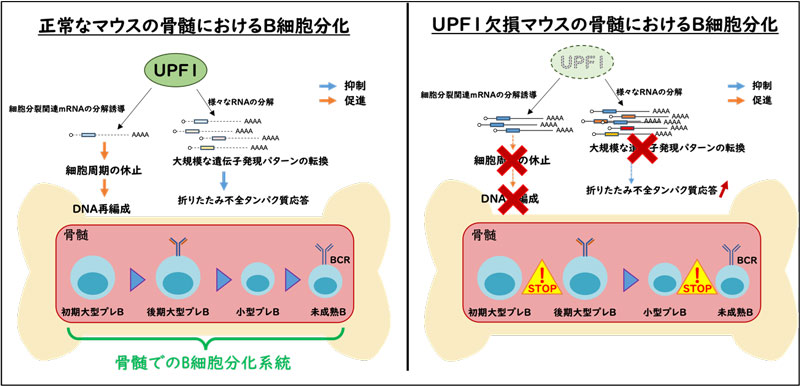 文章を入れてください