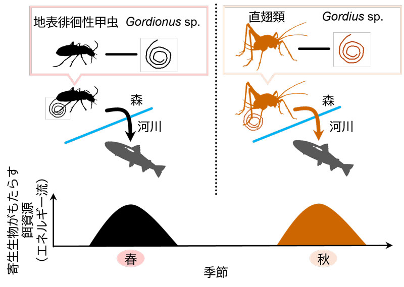 文章を入れてください