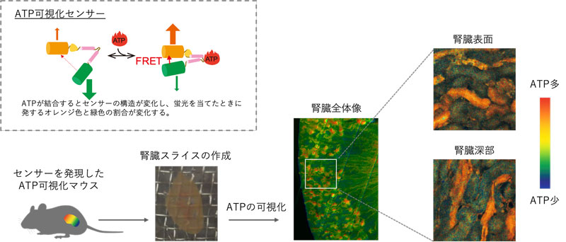 文章を入れてください