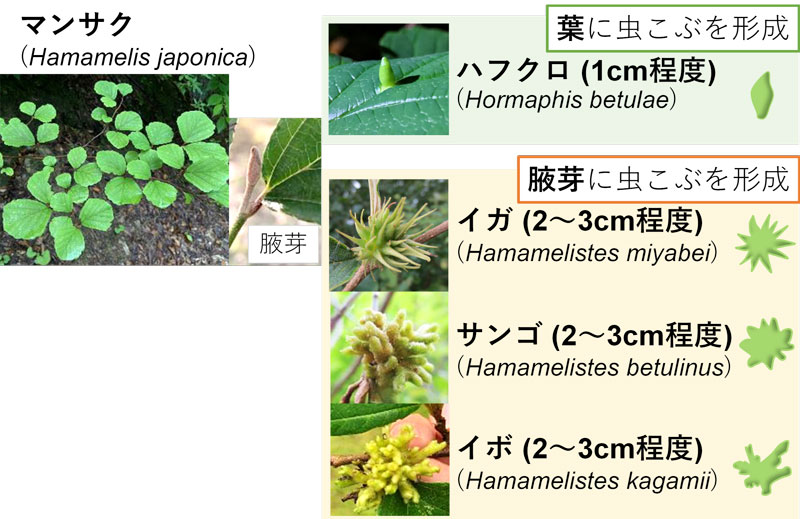 文章を入れてください