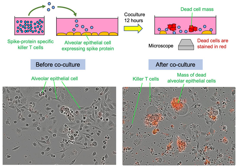 文章を入れてください