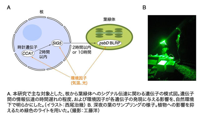 文章を入れてください