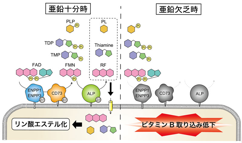 文章を入れてください